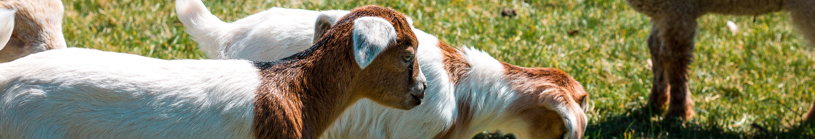 Petting Zoo at the Bank